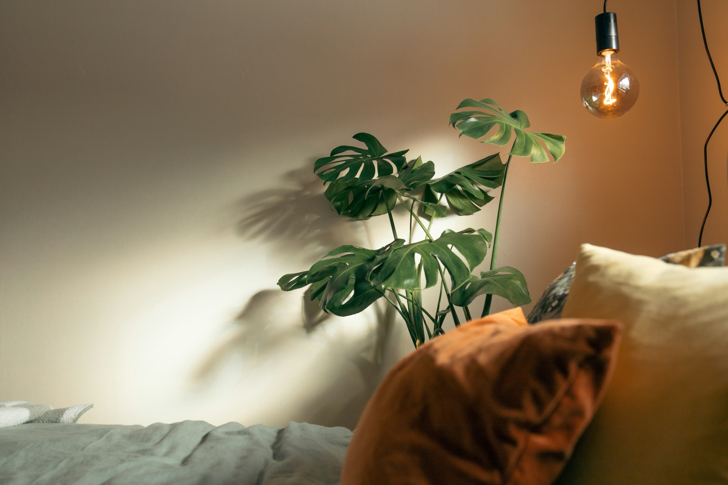 Cozy bedroom with monstera plant