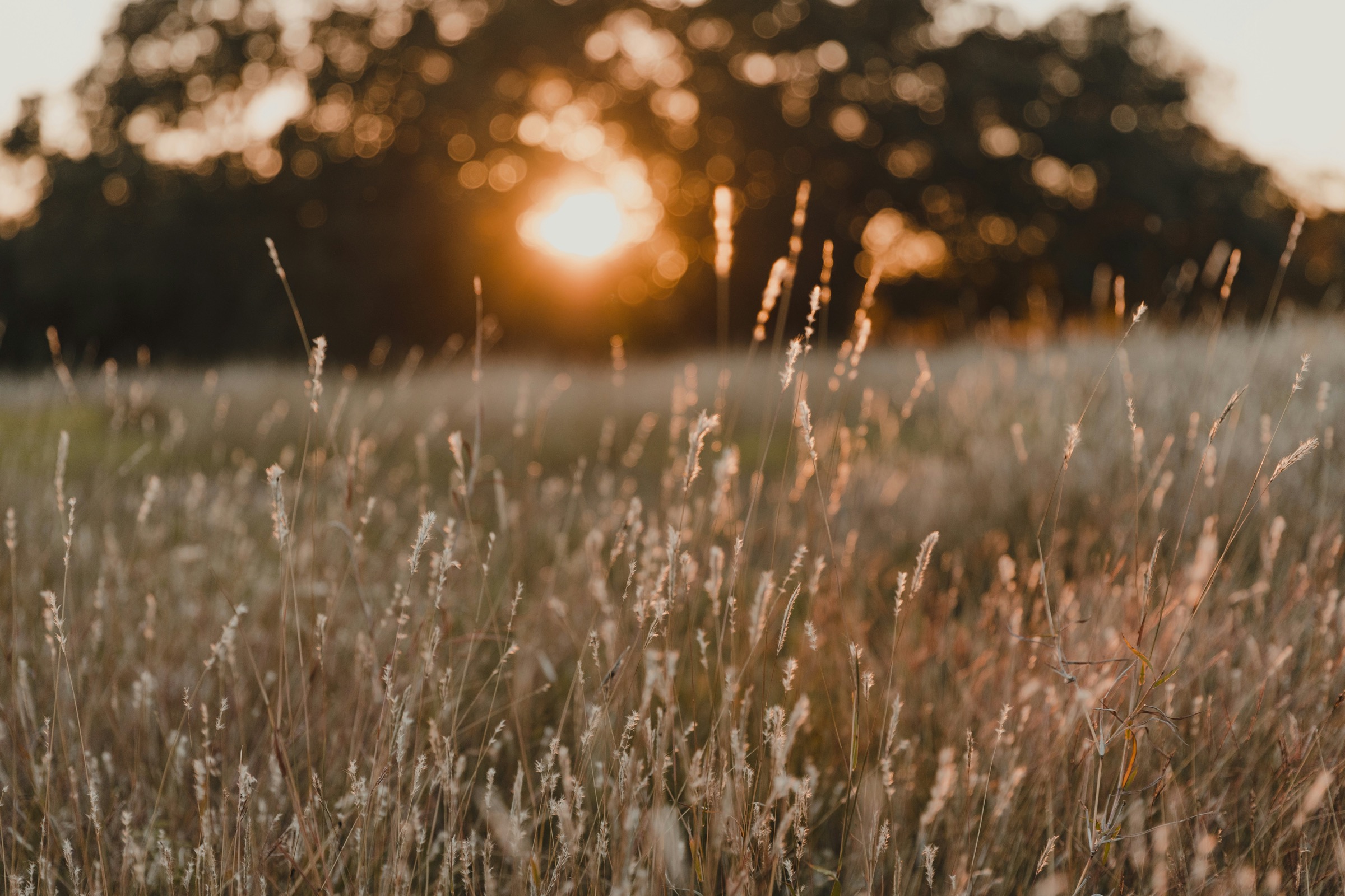 field at sunset