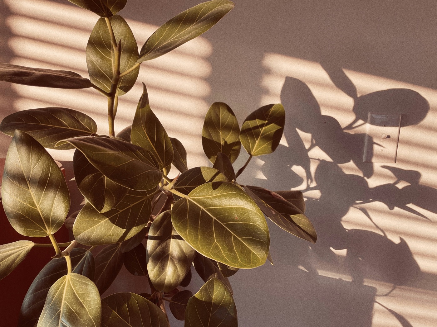 Sunlight and plant shadows on a wall