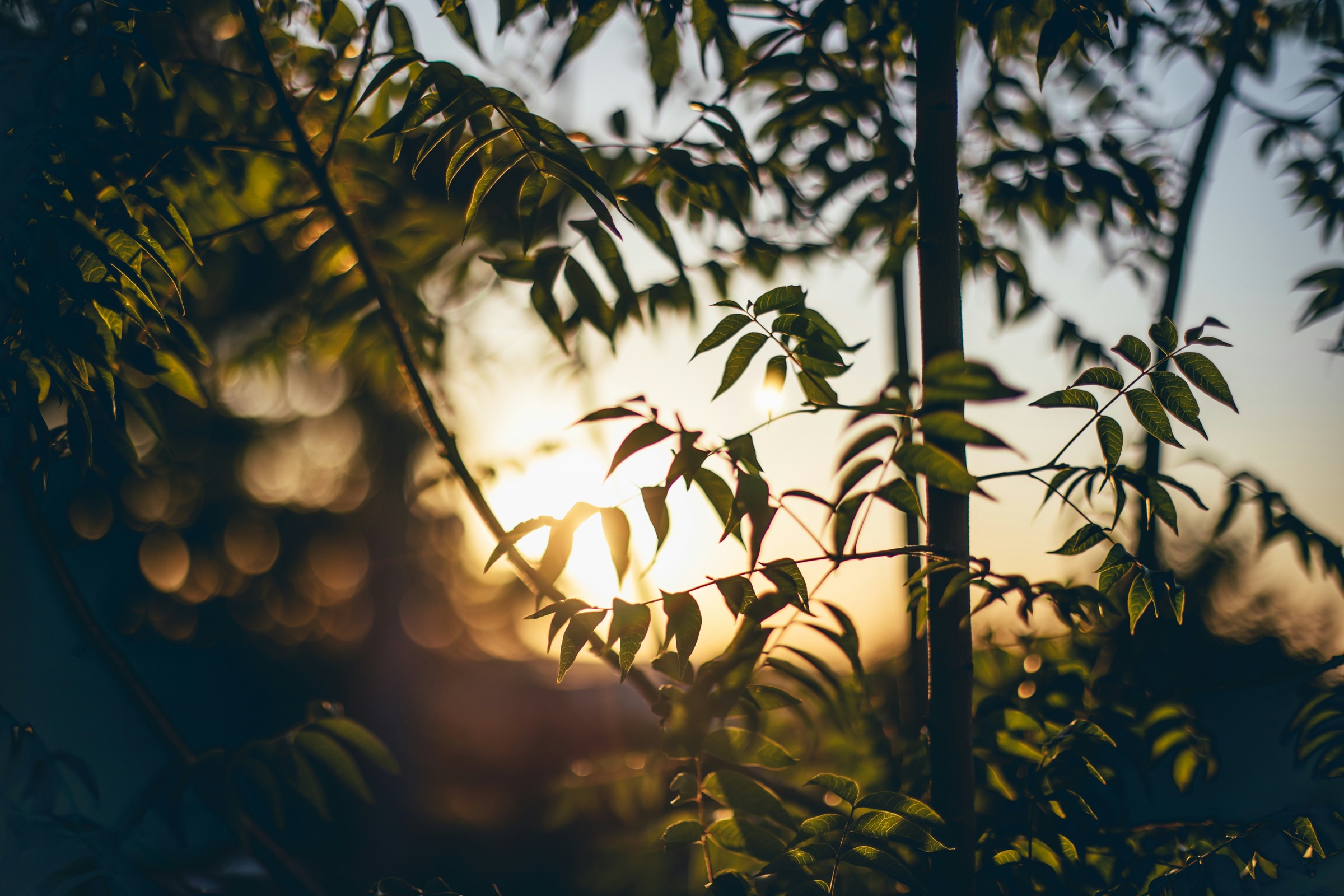 Sunlight through leaves